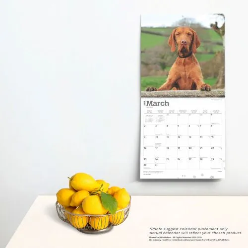 2025 Vizslas Wall Calendar