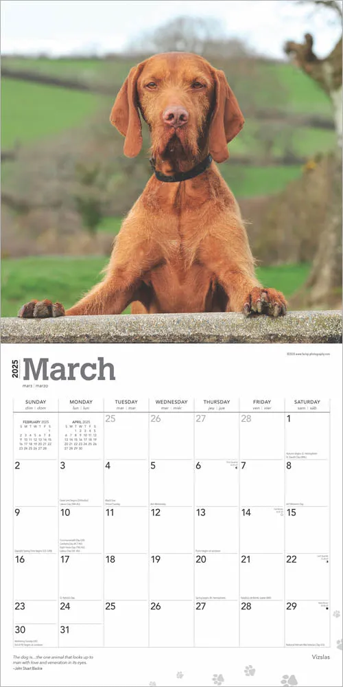 2025 Vizslas Wall Calendar