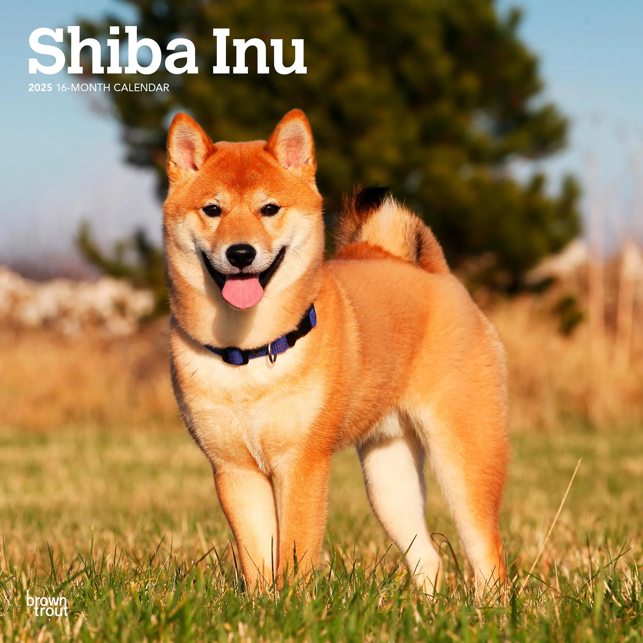 Shiba Inu Wall 2025 Calendar