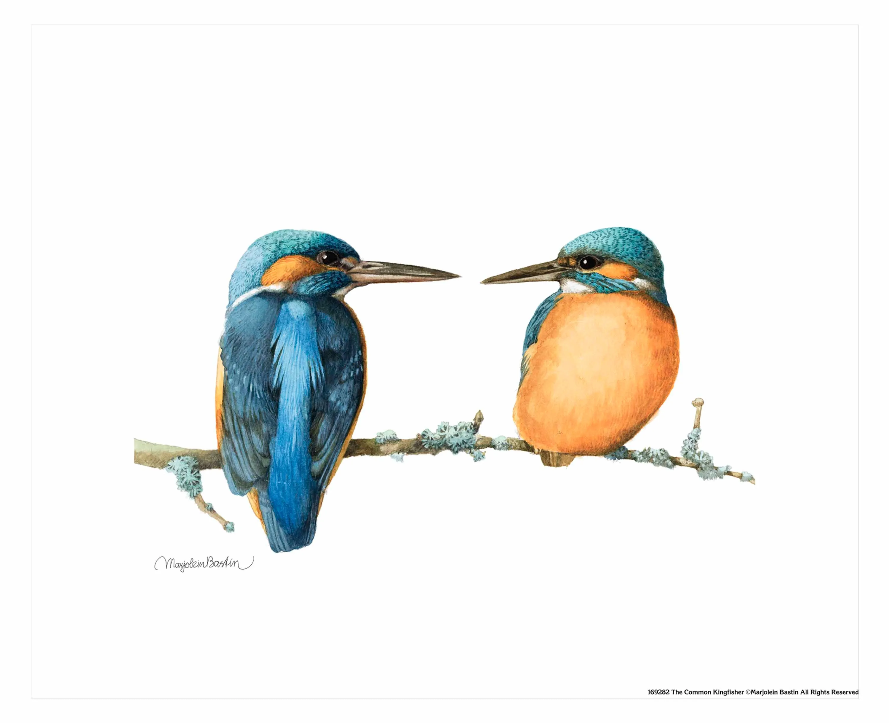 The Common Kingfisher - Art Prints