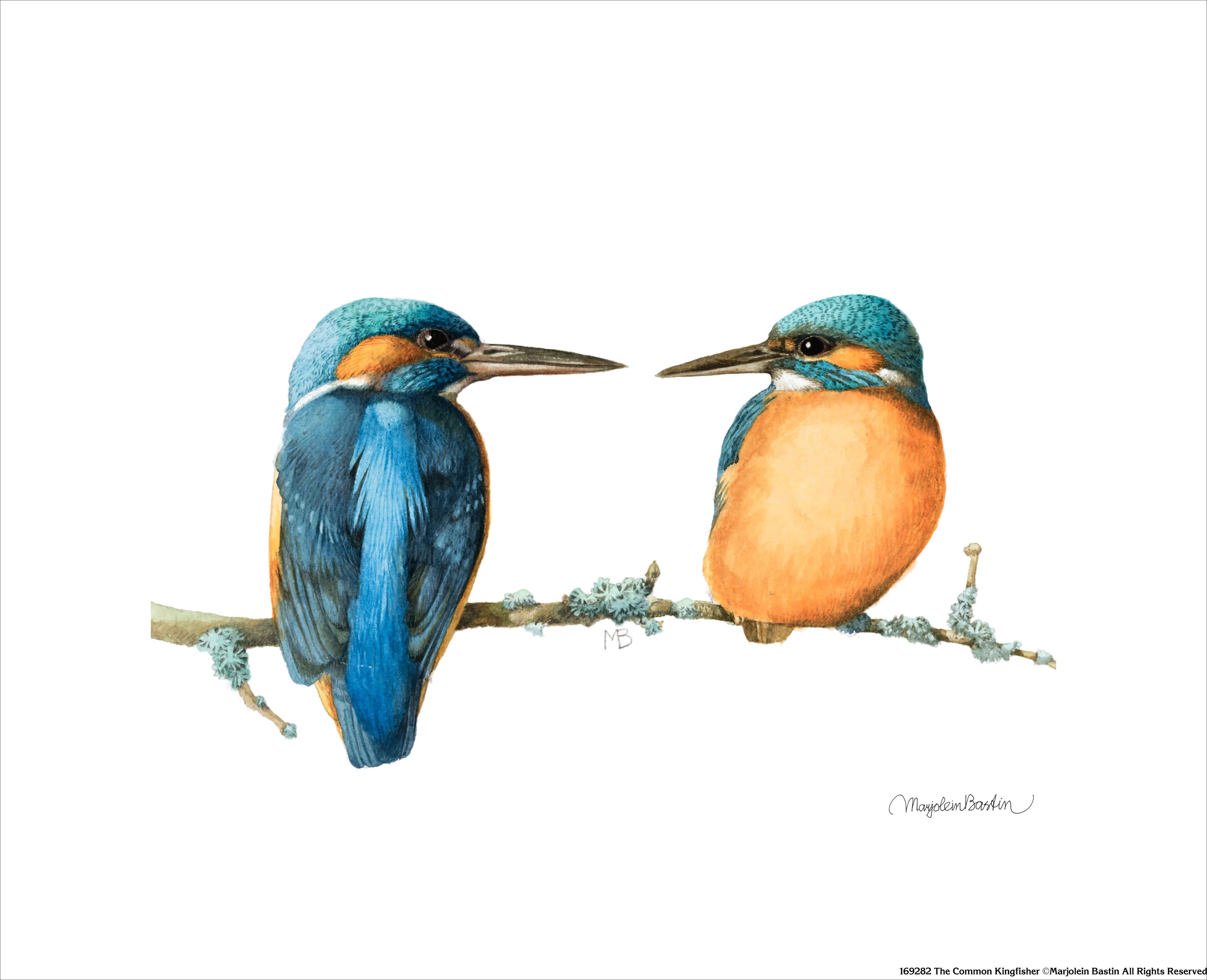 The Common Kingfisher - Art Prints