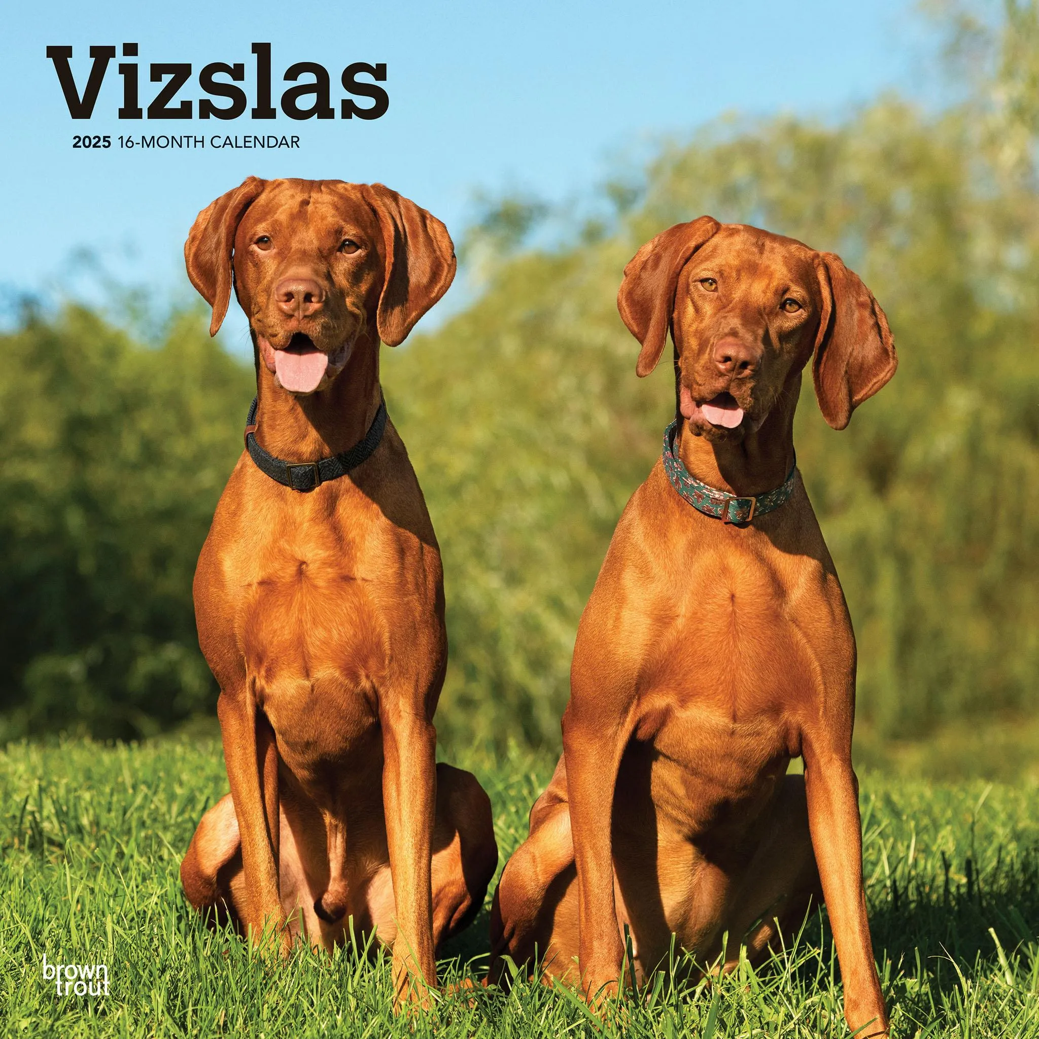 Vizslas Wall 2025 Calendar