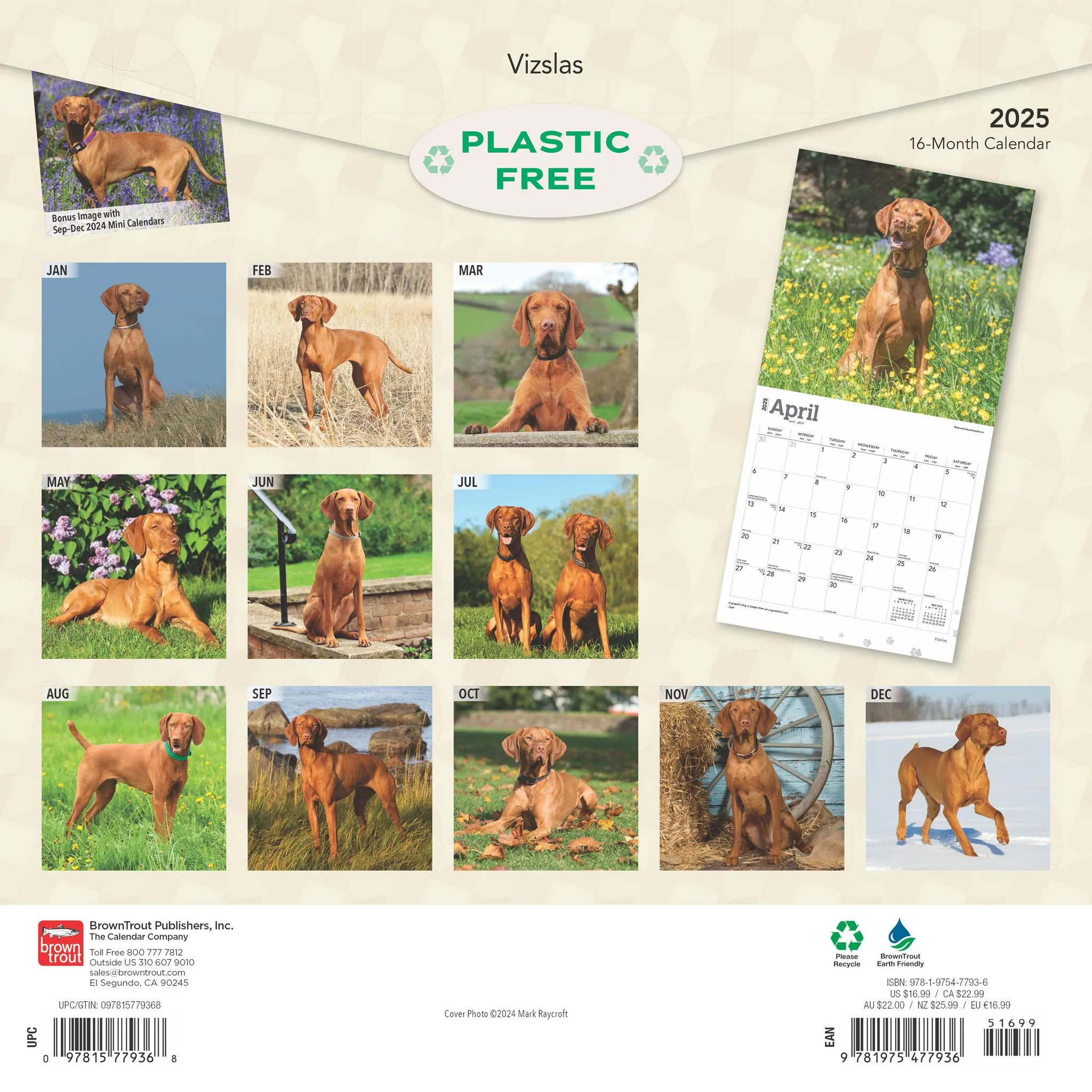 Vizslas Wall 2025 Calendar